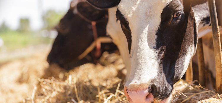 Cows in farm
