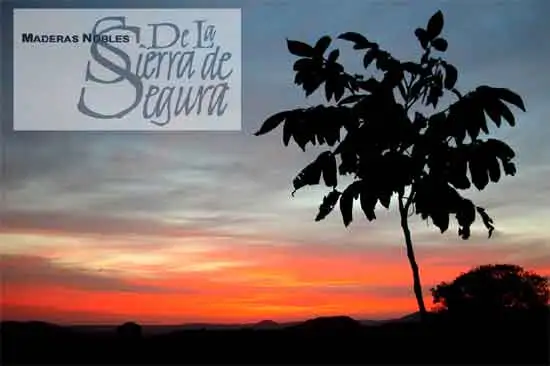 afectados maderas nobles del Segura