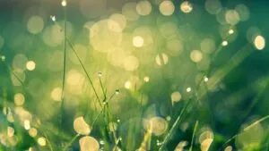 5 propósitos sostenibles para el año nuevo