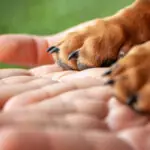 ¡Cuidado! Adoptar una mascota por internet puede ser una estafa