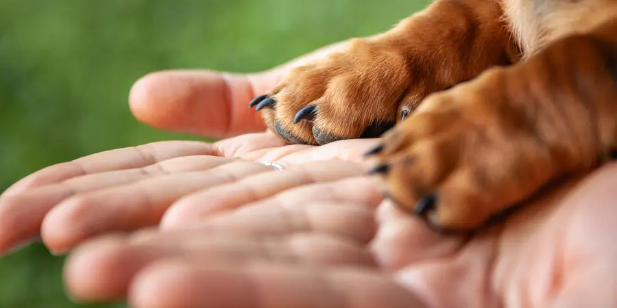 ¡Cuidado! Adoptar una mascota por internet puede ser una estafa